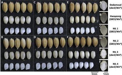 Interaction of starch branching enzyme 3 and granule-bound starch synthase 1 alleles increases amylose content and alters physico-chemical properties in japonica rice (Oryza sativa L.)